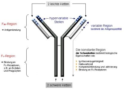 Immunsystem Karteikarten Quizlet