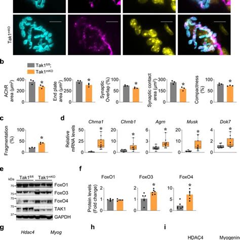 Targeted Inactivation Of TAK1 Disrupts Smad Signaling In Skeletal