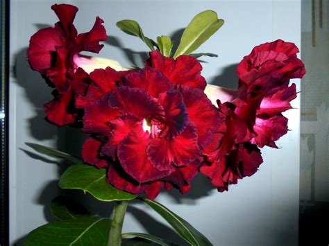 Адениум - пустынная роза: фото, рекомендации по уходу | flori-da.ru