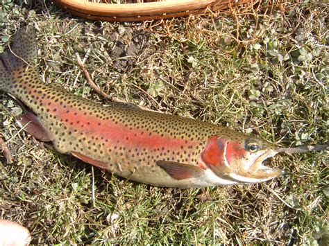 Rainbow Trout Sveriges B Sta Guide Biodiversity All