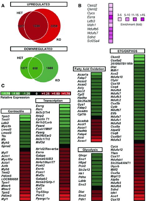 Complimentary Genomics Reveals Target Gene Candidates A Venn Diagram