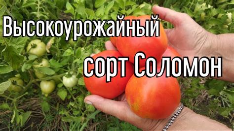 Обзор высокоурожайных помидор сорта Соломон| Большой урожай томатов ...