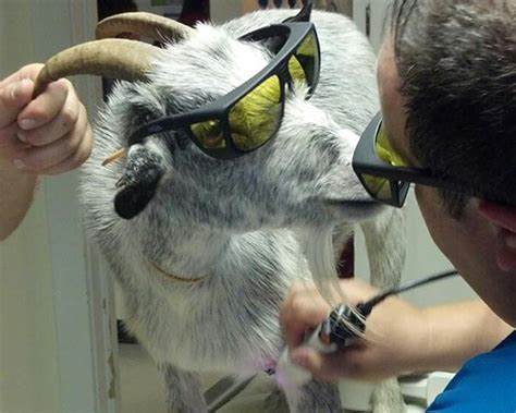 Clyde, NC Veterinary Services | Country Lane Animal Hospital