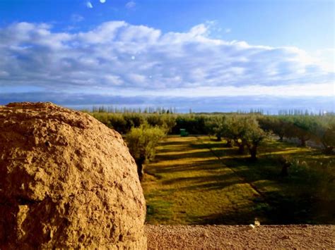 De Manos Mendocinas Y Sin Intermediarios Aceite De Oliva A Buenos