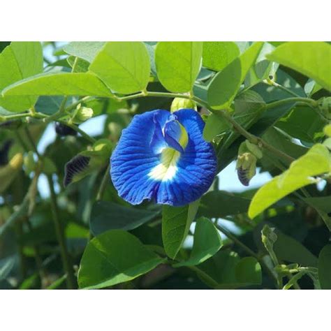 Blue Ternate Flower Plant Home Garden Seeds Variety001 20 Seeds