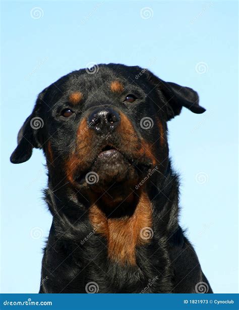 Barking Rottweiler Stock Photos - Image: 1821973