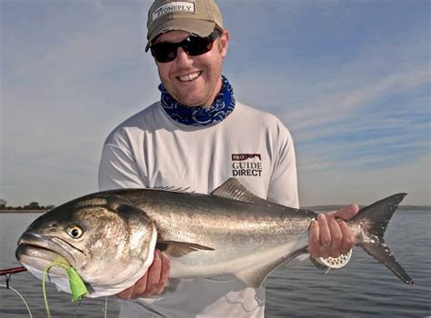 Bluefish How To Catch Bluefish Salt Water Sportsman