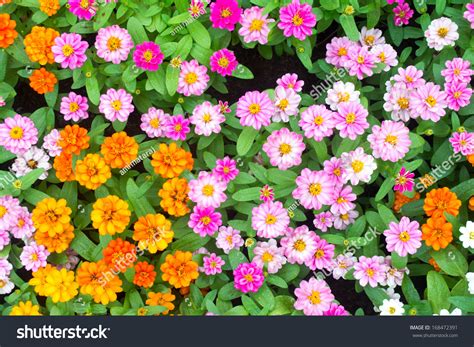 Colorful Zinnia Flowers In The Garden. Top View Stock Photo 168472391 : Shutterstock