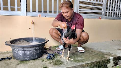 cara merawat anak ayam kampung 3