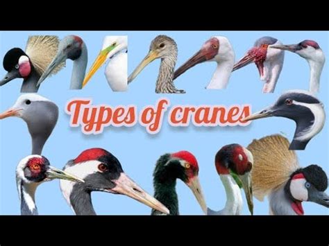 Types Of Crane Birds Crane Birds Species In World Bird Mama Tv