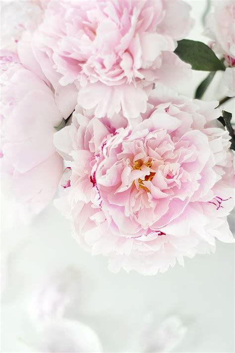Белые пионы обои на айфон фото — Каталог Фото