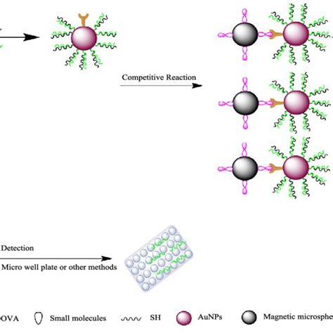 Schematic diagram of the biological barcode assay. (A). Probe ...