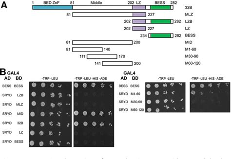 Figure 2 From Promoter Proximal Chromatin Domain Insulator Protein Beaf