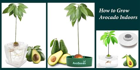 How to Grow Avocado Indoors