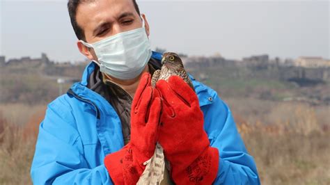 Tedavi edilen atmaca ve şahinler Hevsel Bahçelerinde doğaya salındı