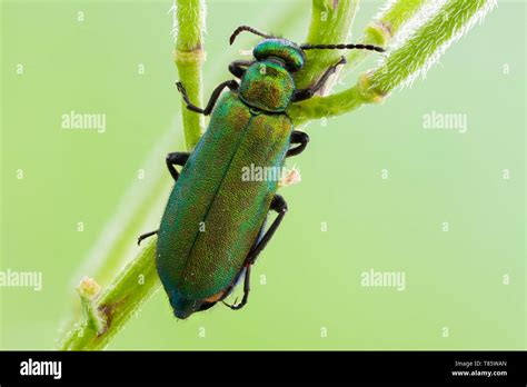 Spanish fly Stock Photo - Alamy