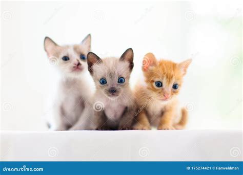 Kittens in Basket. Baby Cats at Home. Little Cat Stock Image - Image of ...