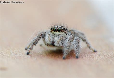 Cute Salticidae Araña Saltarina Jumping Spider Location Flickr