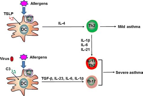 The Potential Role Of Interleukin 17 In Severe Asthma Springerlink