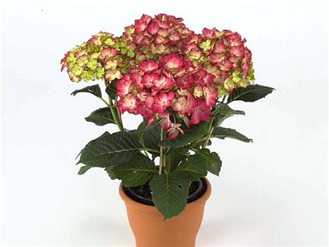 Hydrangea Macrophylla Dutch Ladies Selma