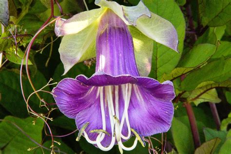 Bell Vine Purple Flower Bat · Free Photo On Pixabay