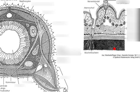 Onychophora Querschnitt Diagram Quizlet