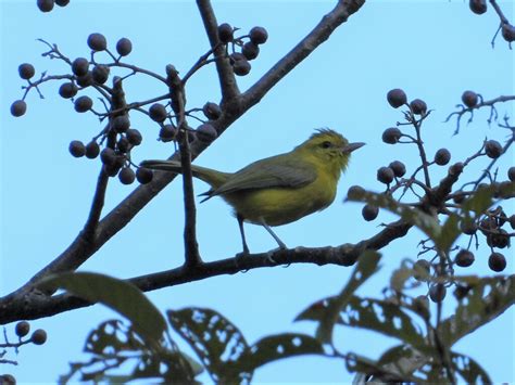 Golden Vireo from Talpa de Allende Jal México on April 28 2023 at