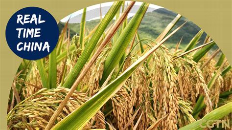 Live Real Time China A Closer Look At China Hybrid Rice Research Center Cgtn