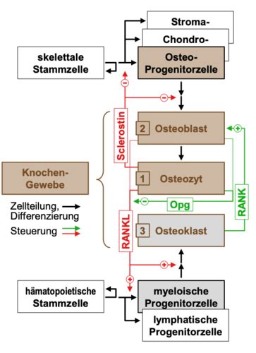 Funktionelle Anatomie Allg Anatomie 1 4 Karteikarten Quizlet