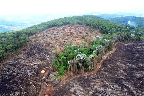 Desmatamento cresce em Unidades de Conservação no meio da Amazônia