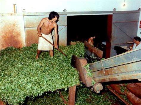 Аргентинский чай купить - цена на Tea-Coffee.ru