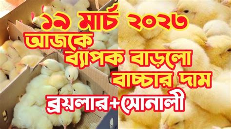 ব্রয়লার ও সোনালী মুরগির বাচ্চার আজকের পাইকারী বাজার দর মুরগির