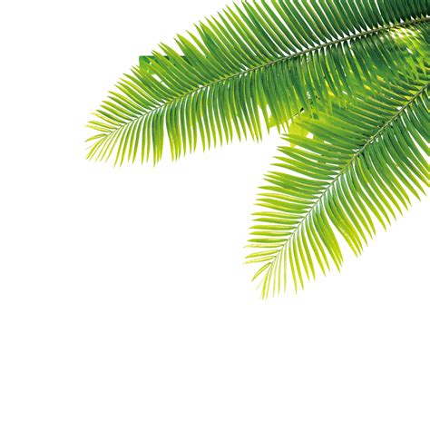 Tarih Palm Png Foto Raflar Png All