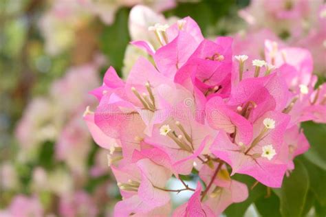 Bougainvillea Flower Phong Phra Stock Image Image Of Branch Leaf