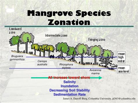 PPT - Mangrove Forests PowerPoint Presentation, free download - ID:1730462