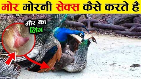 Most Amazing And Interesting Facts About Peacock Peacock The Facts