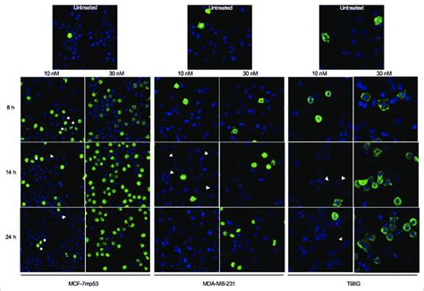 Mitotic Arrest And Slippage During Exposure Of Mcf 7mp53 Mda Mb 231