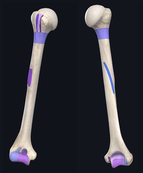 Humerus Osteology Quizlet