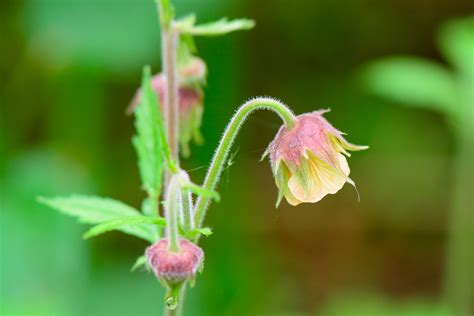 Гравилат речной (109 фото) » НА ДАЧЕ ФОТО