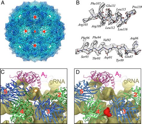 Structures of Qβ virions virus like particles and the QβMurA complex