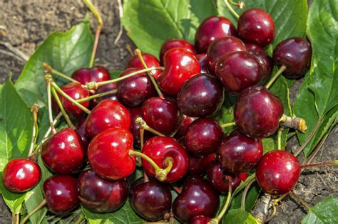 Черешня "Талисман" | Гавриш Агропитомник в Крымске