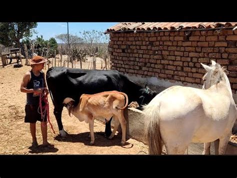 O Bezerro Manhoso Quase Estoura O Bucho De Leite Na Novilha Ghiroland E