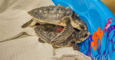 Endangered Sea Turtles Affected By Mass Cold Stun Arrive At