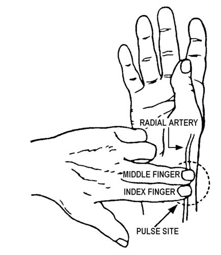 Pulse/Heart Rate Vital Sign (CH.8) Flashcards | Quizlet