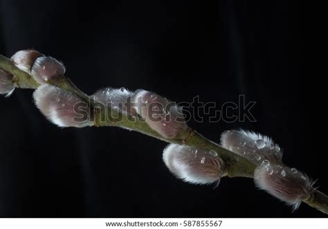 Pussy Willow Pussycat Catkins Classic Beginning Stock Photo
