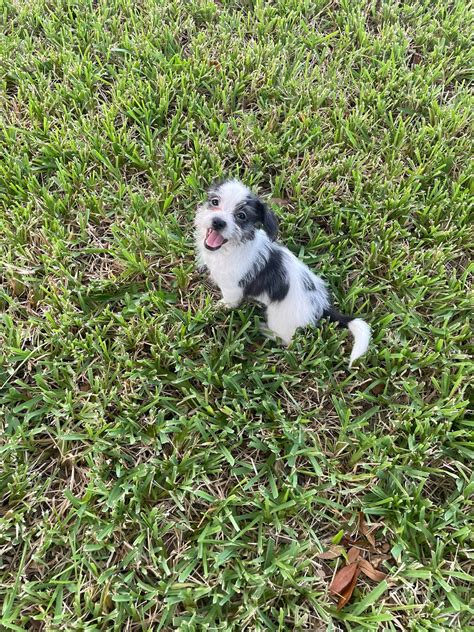 animal control brevard county