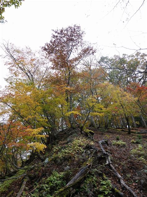 京都府南丹市）芦生の森トレッキングツアー「上谷・杉尾峠コース」。京都大学芦生研究林。 晴歩雨描