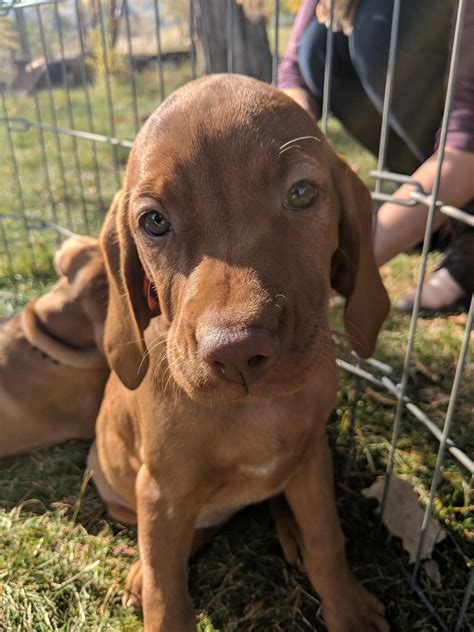 picked   lil pup today aww