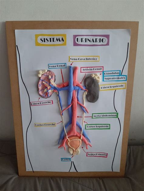 Sistema Urinario Maqueta Del Sistema Urinario Maqueta Del Sistema
