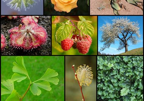 Diversity Of Plants All About Plant